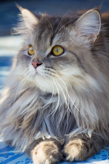 Gray cat with fluffy hair