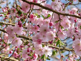 cherry blossom in spring