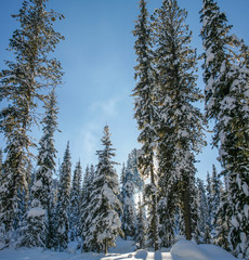 Winter forest, snowy trees. Wild place in Siberia.