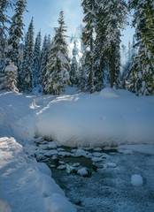 Winter forest, snowy trees. A frozen river in the foreground. Wild place in Siberia.
