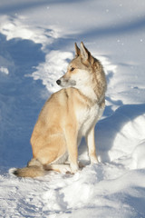 Siberian dog (Siberian husky) against the background of winter nature. Sitting posture. Pet, friend.