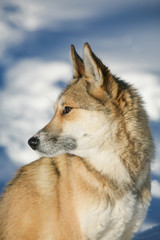Siberian dog (Siberian husky) against the background of winter nature. Beautiful portrait of an animal. Pet, friend.