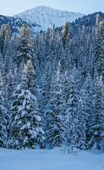 Mountain landscape. Winter forest, snowy trees. Wild place in Siberia.