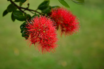 Pohutukawa flowers in the rain