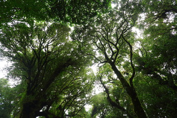 sunlight throught green moss on nature tree of greenery rainforest jungle