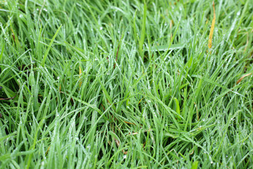 water dew drop on green grass garden
