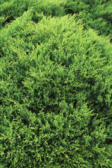 green pine tree in nature