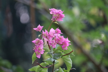 pink flowers in the garden