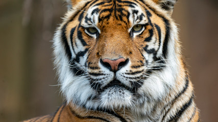 Sumatran tiger head shot close up looking directly at camera