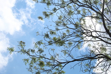 tree in the sky