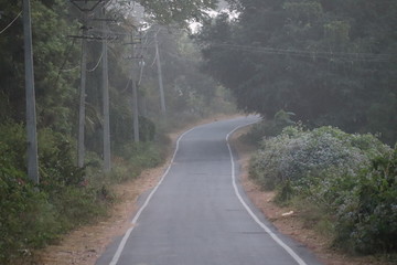 Foggy  road in the forest 