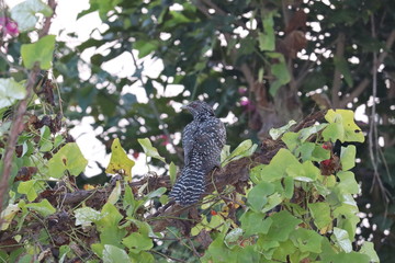 asian koel bird sitting on tree