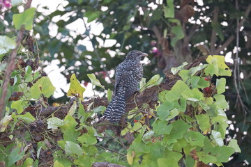 Fototapeta na wymiar asian koel bird sitting on tree