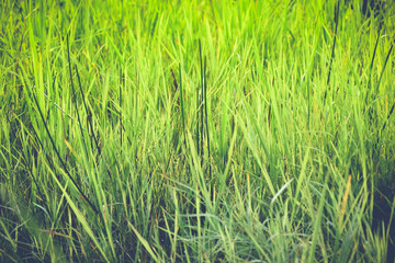 Grass on the field Vintage Tone.background