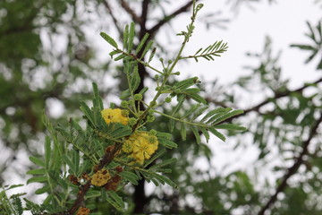 Yellow flower in the garden 
