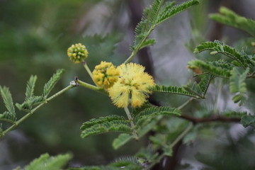 Yellow flower in the garden 