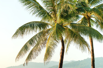 Palm trees at tropical coast. Tropical background.