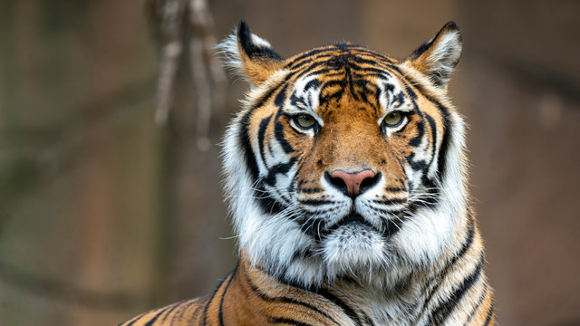 Sumatran tiger headshot looking towards camera
