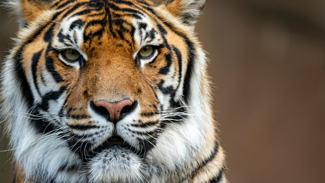 Sumatran tiger headshot very close up looking directly at camera