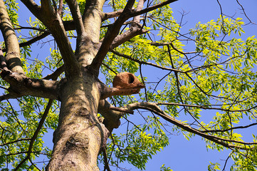 Fototapeta premium birdhouse