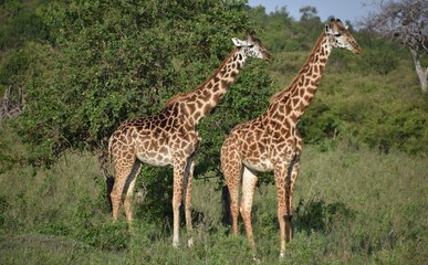 Two Giraffes in the African Bush, Full Shot, Masai Mara, Kenya
