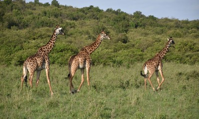 Naklejka na ściany i meble Three Giraffes Walking in Line, Wide Shot, Masai Mara, Kenya