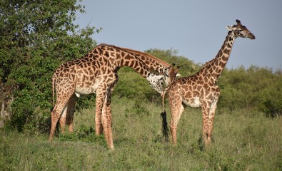 Naklejka na ściany i meble Two Giraffes Sniffing Another Giraffe's Butt, Masai Mara, Kenya