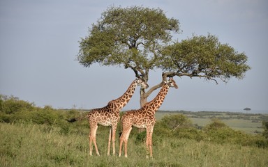 Two Giraffes Under Tree in Profile, Wide View, Masai Mara, Kenya