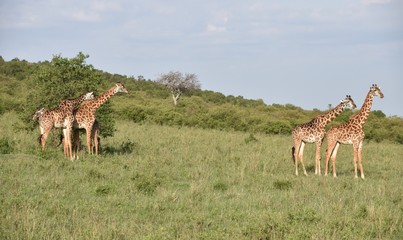 Four Giraffes, Two on Either Side of Frame, Wide Shot, Kenya