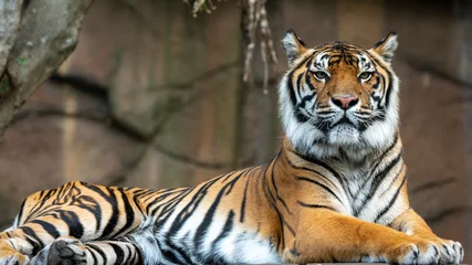 Foto op Canvas Sumatran tiger laying down full body shot looking towards camera © Steve Munro