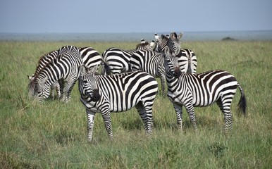 Fototapeta na wymiar Cluster of Zebras, Masai Mara, Kenya