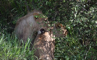 Lions Grooming Together in the African Bush, Masai Mara, Kenya