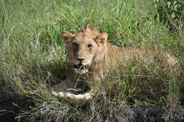Male Lion Resting in Tall Grass 3