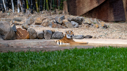 Sumatran tiger laying in water