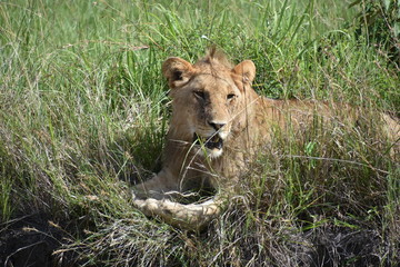 Male Lion Resting in Tall Grass 2