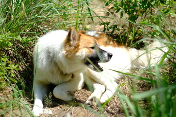 portrait of a Thai bangkaew dog