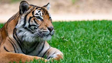Sumatran tiger laying on grass head shot