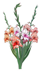 Large beautiful bouquet of branches of multicolored gladioli, vector isolated image on white background. To decorate your holiday design. 