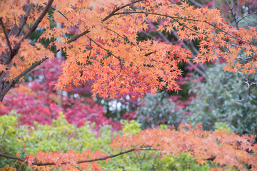 境内の紅葉