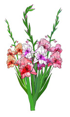 Large beautiful bouquet of branches of multicolored gladioli, vector isolated image on white background. To decorate your holiday design. 