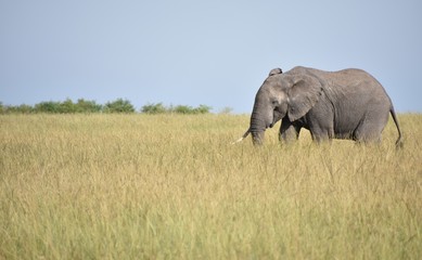 Obraz premium Single African Elephant, Frame Right, Masai Mara, Kenya