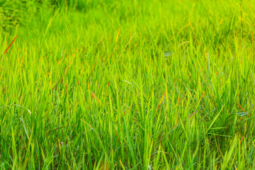 Grass on the field.background
