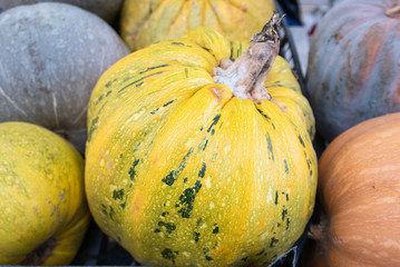 Unusual colorful pumpkin like squash 