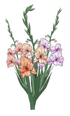 Large beautiful bouquet of branches of multicolored gladioli, vector isolated image on white background. To decorate your holiday design. 