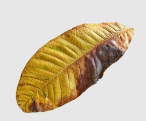 slices of bread isolated on white background