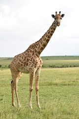 Masai Giraffe Full-Length Portrait, Masai Mara, Kenya