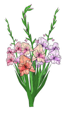 Large beautiful bouquet of branches of multicolored gladioli, vector isolated image on white background. To decorate your holiday design. 
