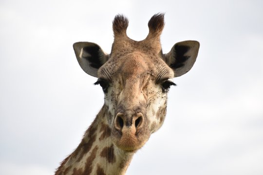 Masai Giraffe Close-up, Masai Mara, Kenya