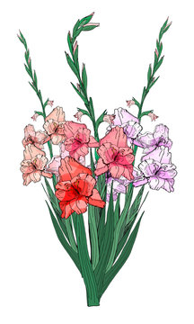 Large beautiful bouquet of branches of multicolored gladioli, vector isolated image on white background. To decorate your holiday design. 