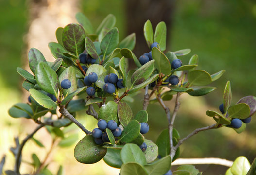 Rhaphiolepis umbellate branch with blue fruit in daylight